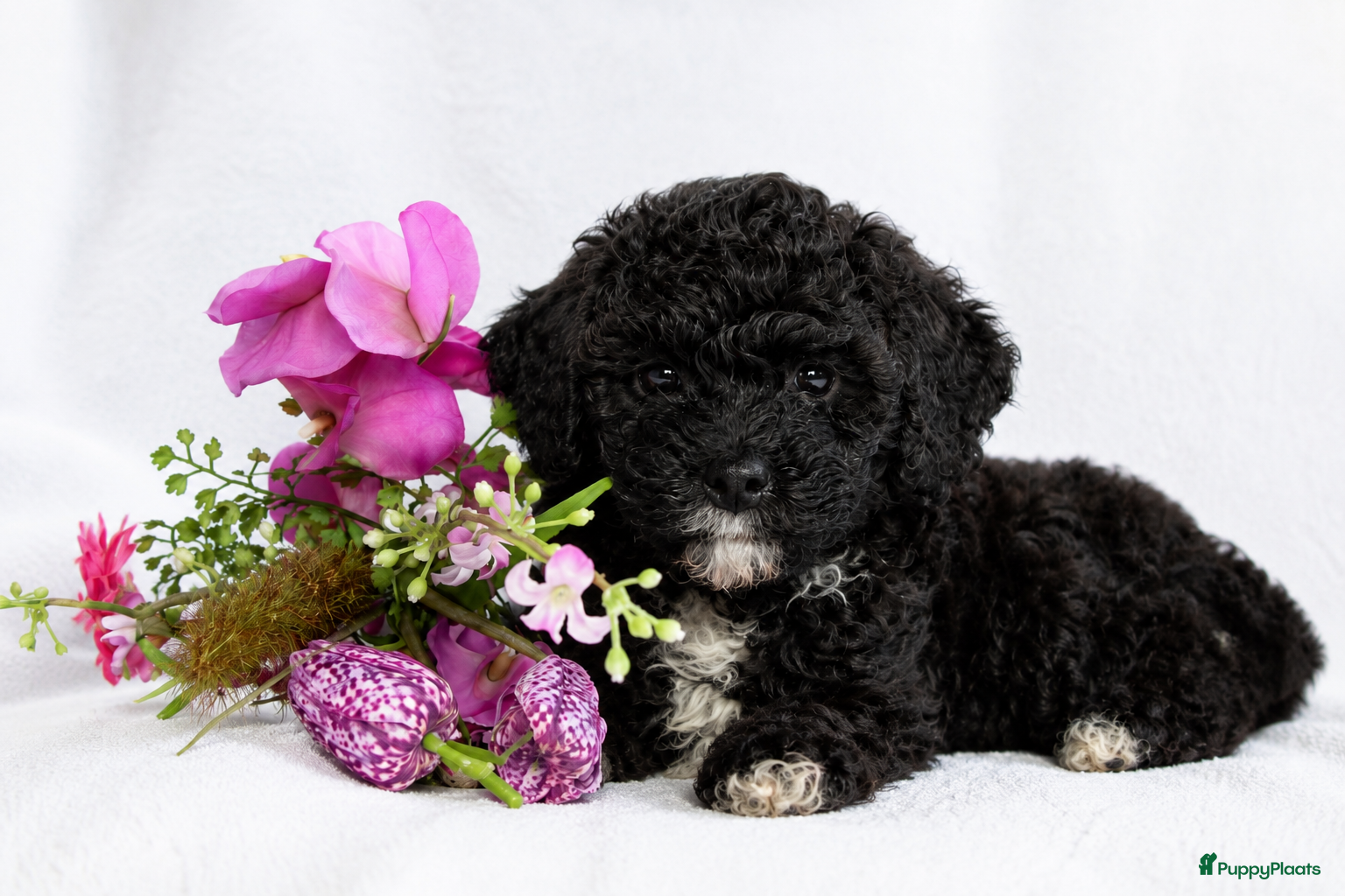 Maltipoo honden Lieve Maltipoo puppy’s zoeken een for ever home ✨ - Advertentie 1