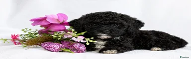 Maltipoo Puppy 1