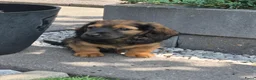 Teckel (langhaar) honden te koop: Langhaar dwergteckel reutje - Advertentie 3