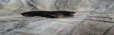 Australische Silky Terriër 4