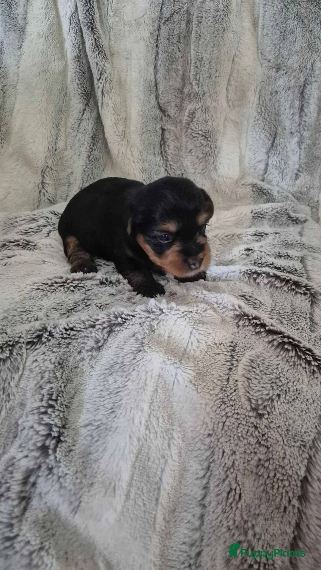 Australische Silky Terriër honden te koop: Australian silky terrier ( yorky look alike) pups - Advertentie 5