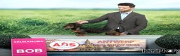 Ruwhaar Teckel honden te koop: Prachtige ruwhaar teckelpups kaninchen/dwerg - Advertentie 5