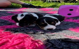 Jack Russel Terriër honden te koop: Jack russel pups (laagbenig) in Baarle-Nassau - Afbeelding 16