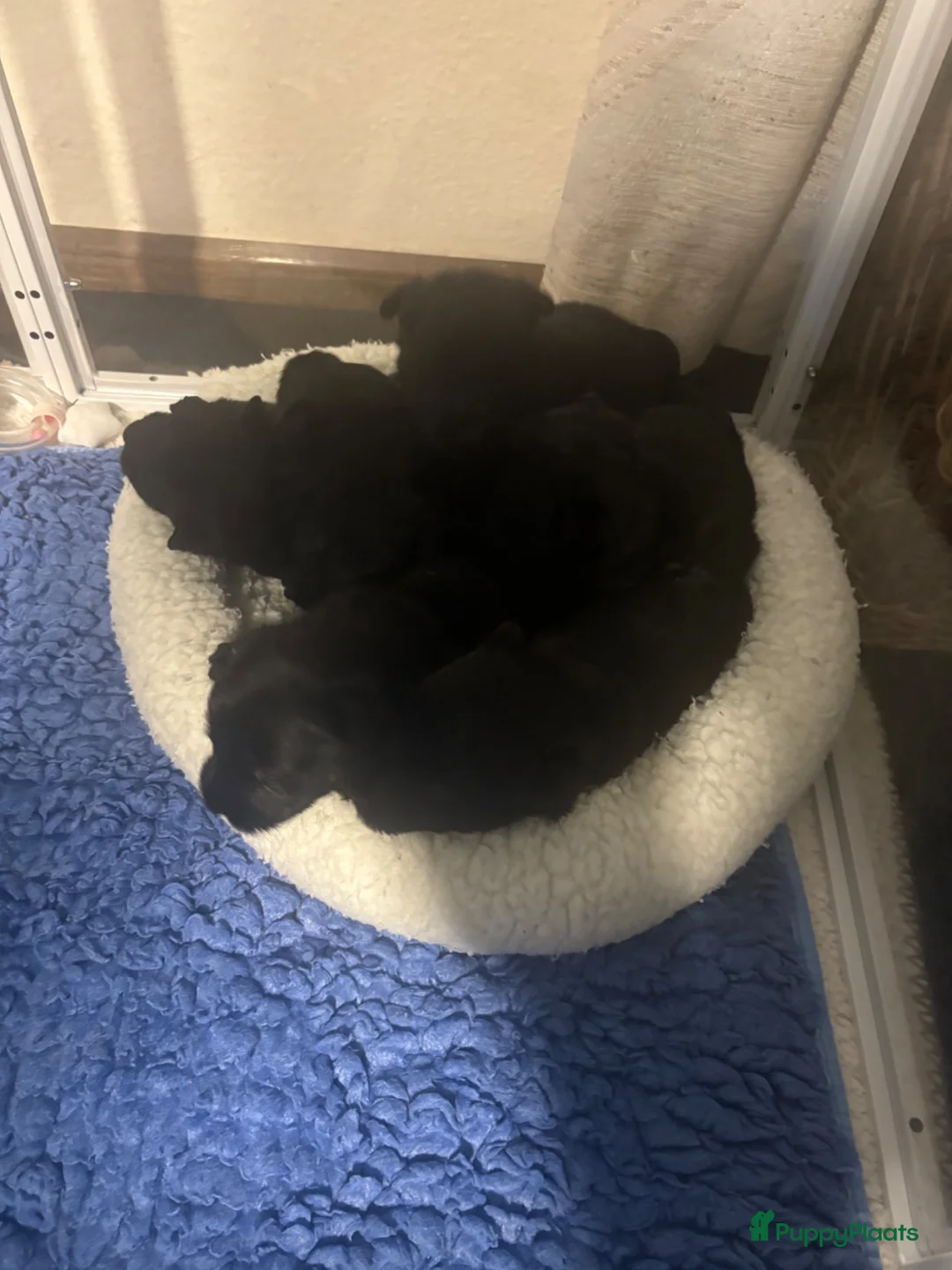 Schotse Terriër honden te koop: Twee Schotse terriër reutjes beschikbaar  - Advertentie 29