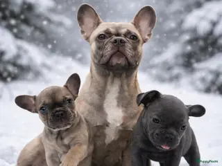Franse Bulldog honden Franse Bulldog pups - Advertentie 4