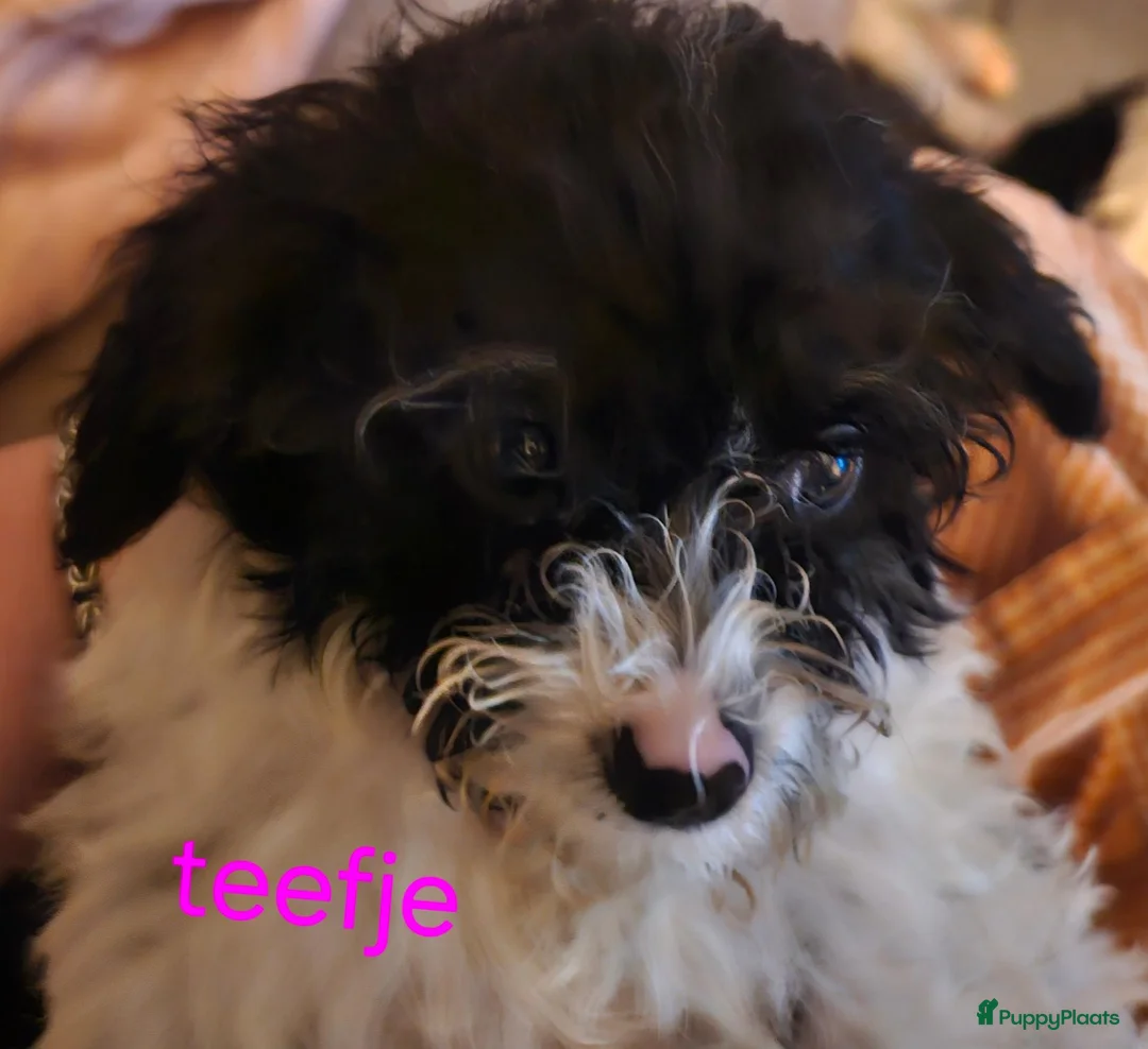 Maltipoo honden te koop: Maltipoo - Advertentie 2