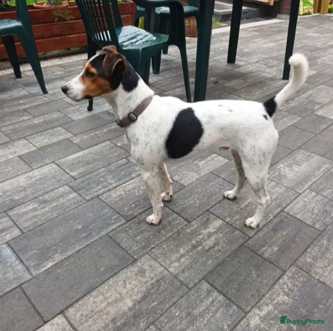 Jack Russel Terriër honden te koop: Jack Russell pups - Advertentie 1