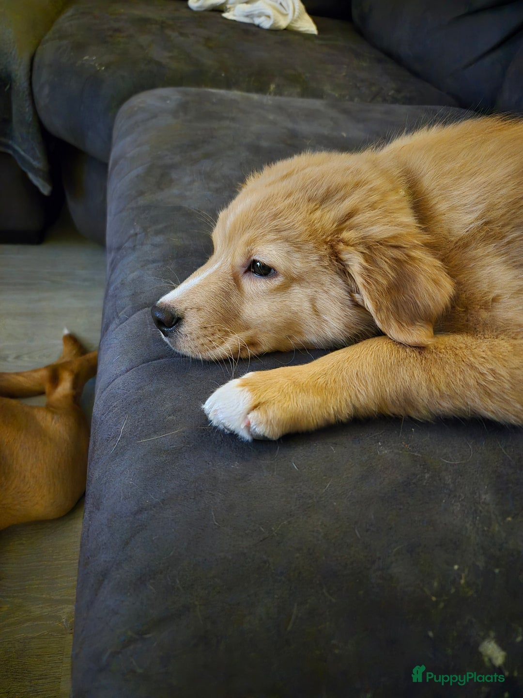 Kruising honden te koop: Ik ben Bailey - Advertentie 3
