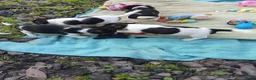 Jack Russel Terriër honden te koop: Zuiver gefokte JACK RUSSELTJES ruw + Broken + glad - Advertentie 6