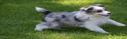 Australian Shepherd honden te koop: Knappe Miniature American Shepherd (MAS) pups - Advertentie 23