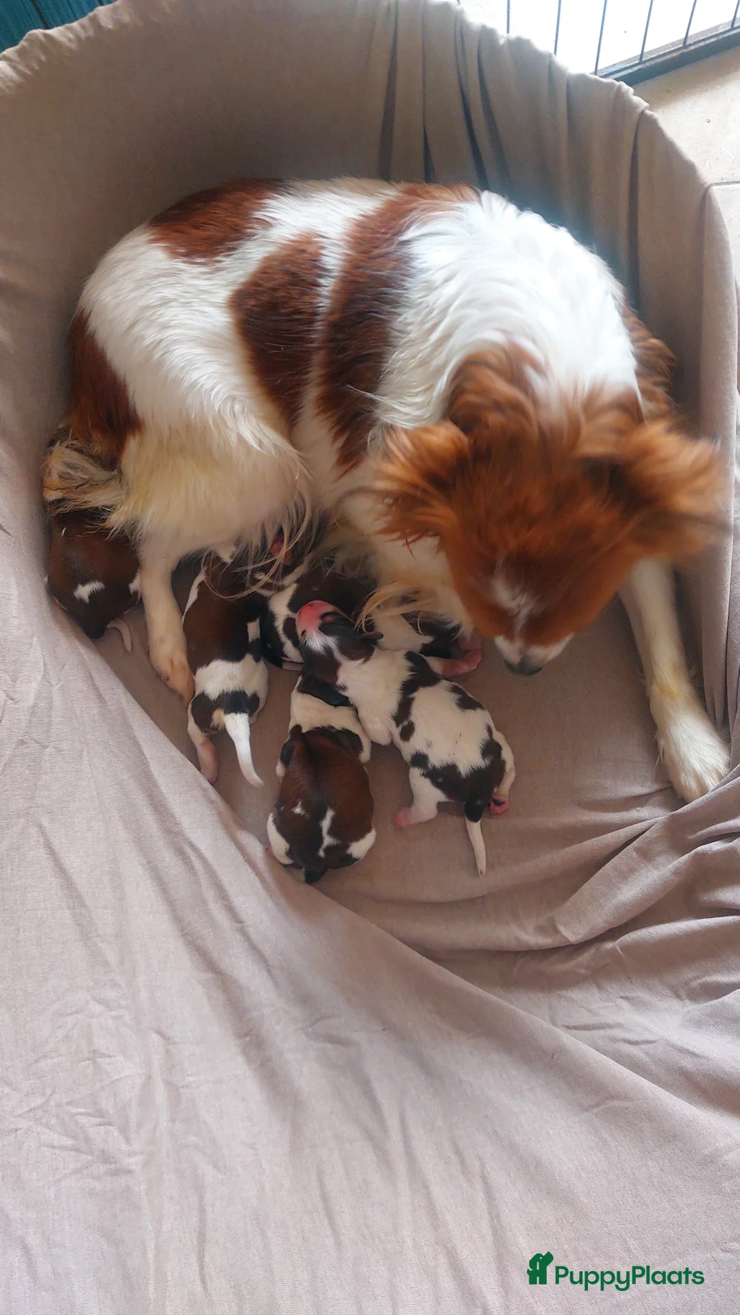 Kooikerhondje honden te koop: Schitterende kooikerpups - Advertentie 1