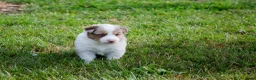 Border Collie honden te koop: Border collie geboren op boerderij (BE) - Advertentie 16