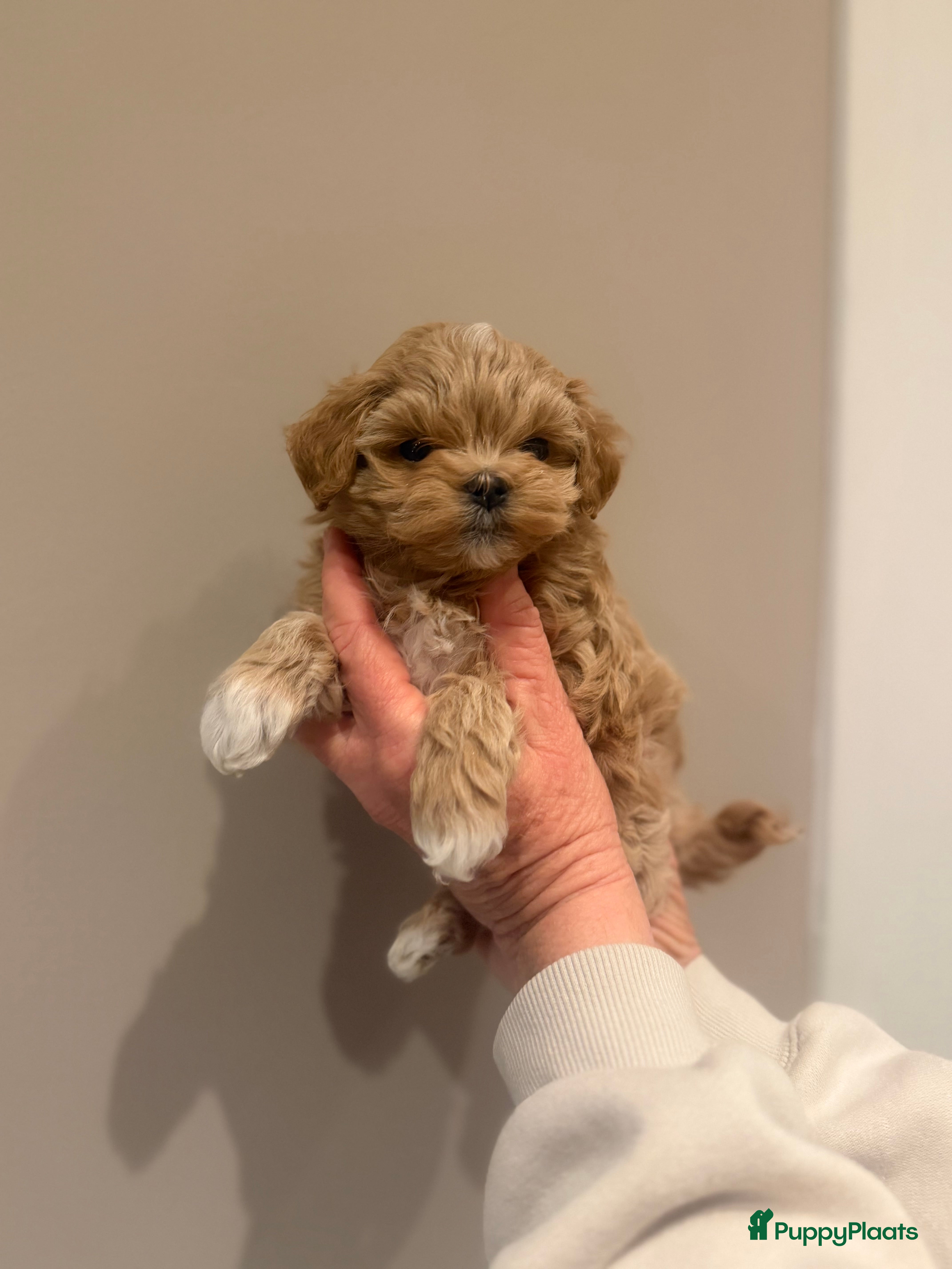 Maltipoo honden Asian maltipoo  in Hilversum - Advertentie 1