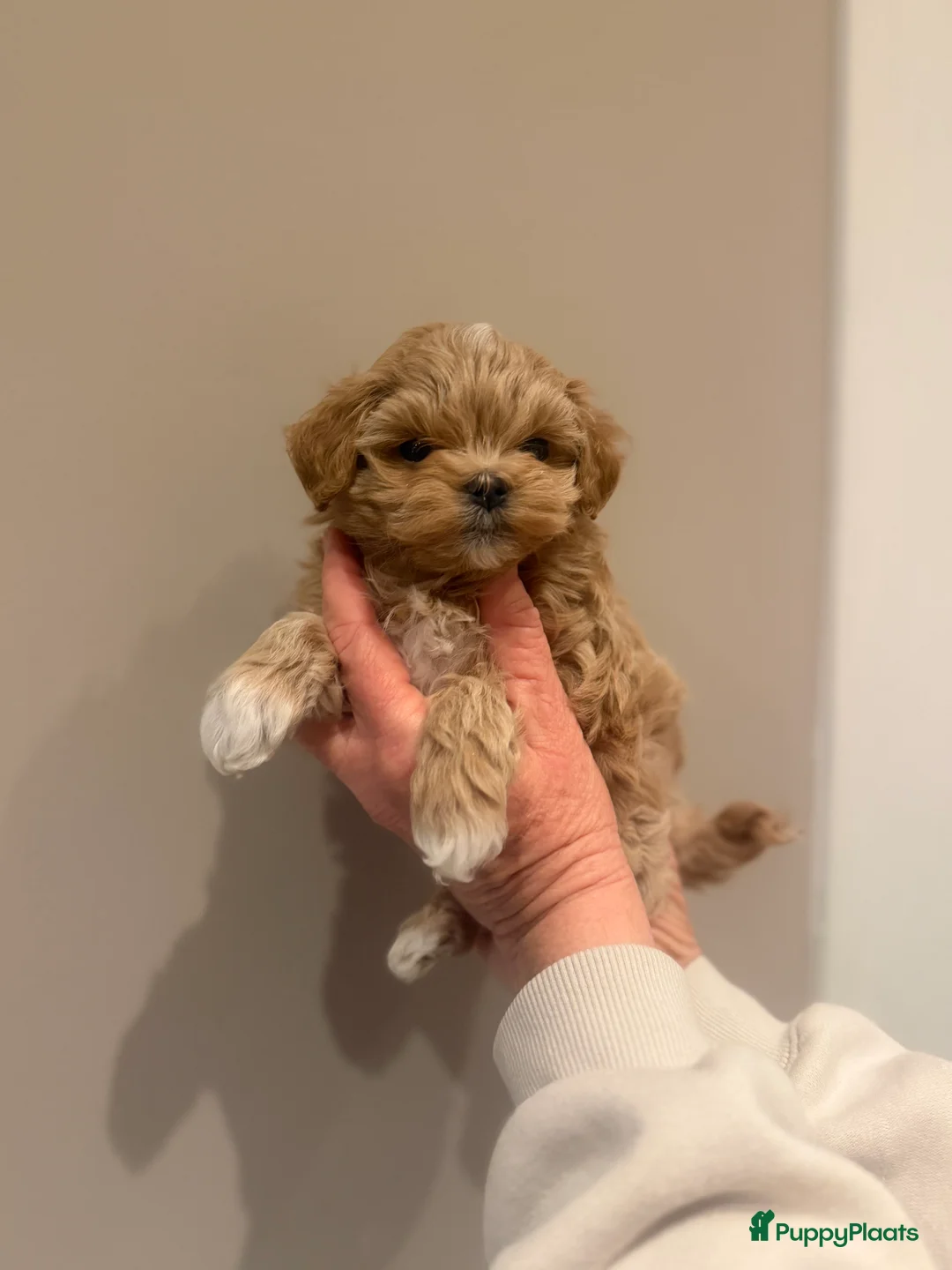 Maltipoo honden te koop: Asian maltipoo  in Hilversum - Advertentie 1