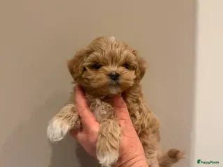 Maltipoo honden Asian maltipoo in Hilversum - Advertentie 1