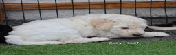 Labradoodle honden te koop: Prachtige labradoodle pups beschikbaar  - Advertentie 12