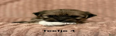 Lhasa Apso 6