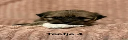 Lhasa Apso honden te koop: 🐾 Lhasa Apso Pups met stamboom! 🐾 in Rozenburg - Advertentie 9
