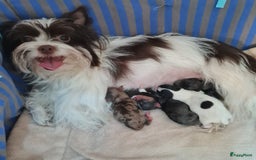 Yorkshire Terriër honden te koop: Yorkshire Terriër pups zoeken een liefdevol thuis! in Kortrijk - Afbeelding 8