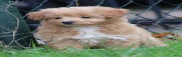 Kruising honden te koop: kruising dwergkees - Advertentie 1