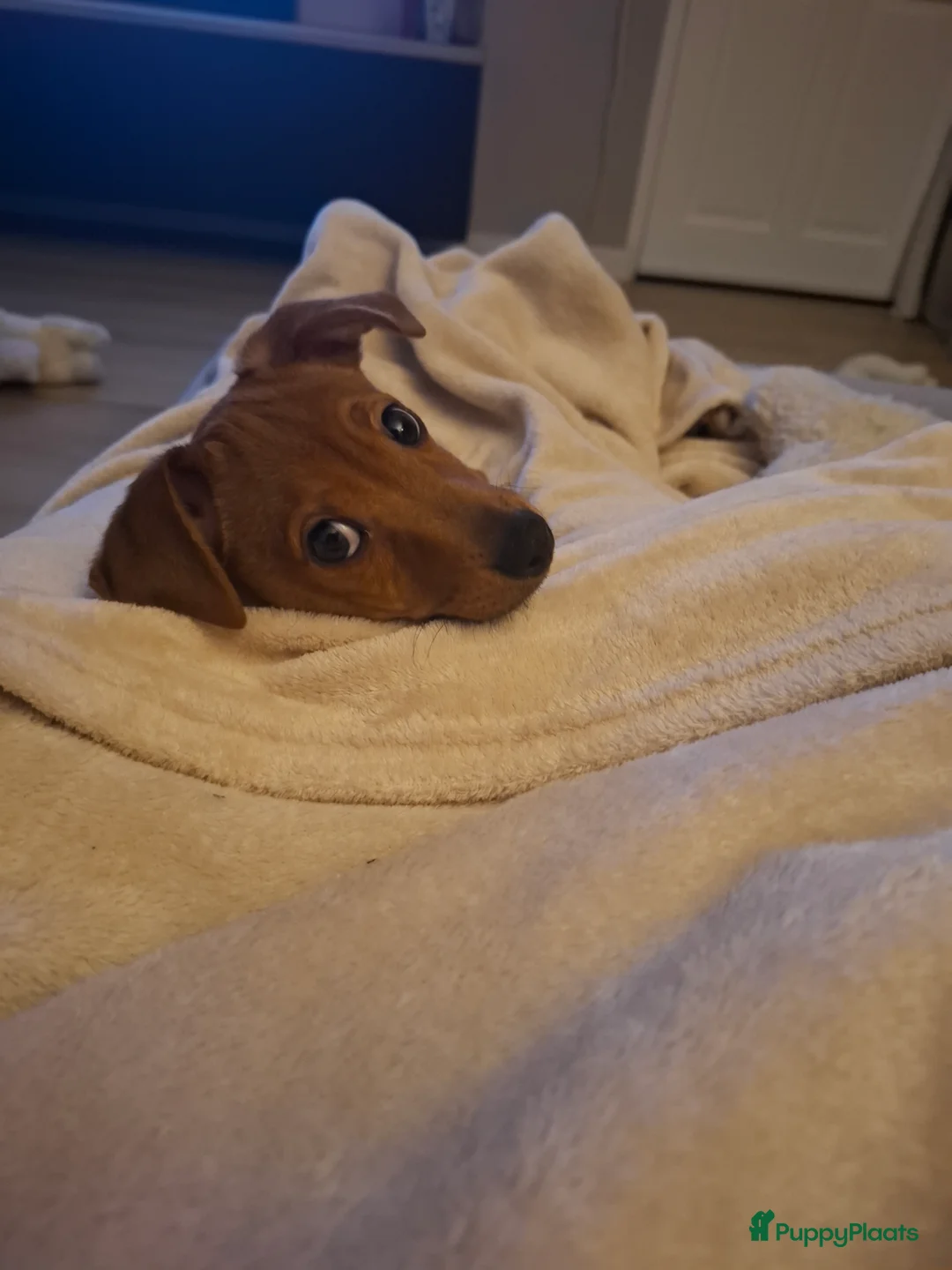 Kruising honden te koop: Lieve Jack Russell pup van 4 maand - Advertentie 5