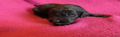 Labradoodle 2