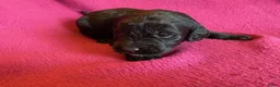 Labradoodle honden te koop:  Medium Labradoodle pups  zoeken gouden mandje - Advertentie 6