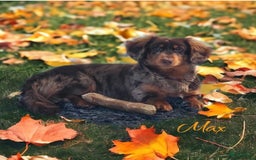 Teckel (korthaar)  honden te koop: De allermooiste dwergteckel pupjes!! - Afbeelding 30
