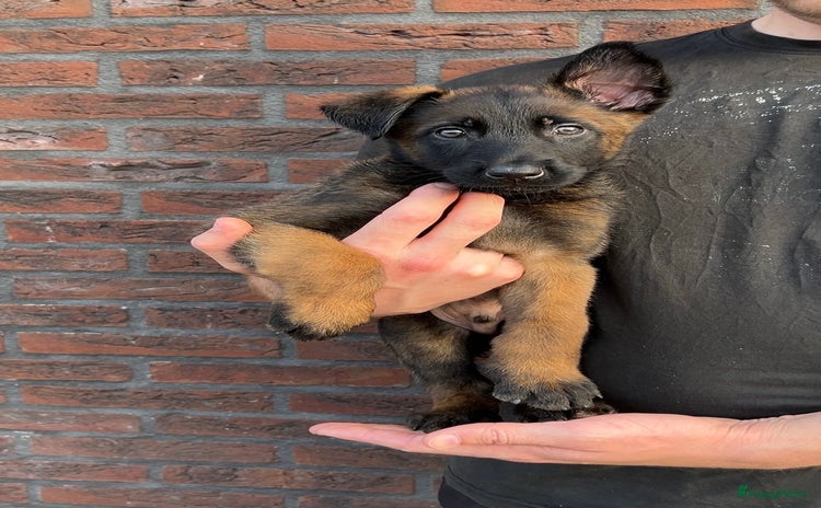 Hollandse Herder honden - Advertentie 9
