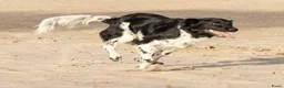 Friese Stabij honden te koop: Onze Donna heeft 6 pups - Advertentie 22