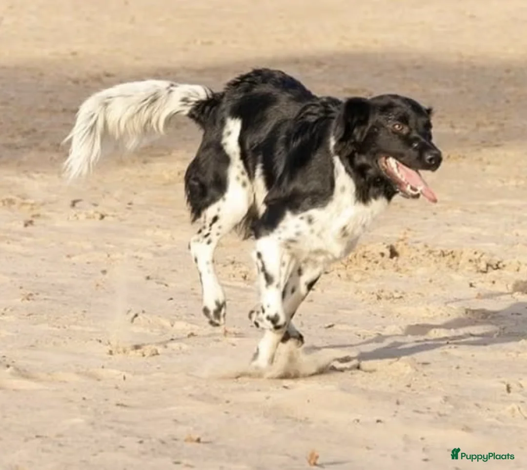 Friese Stabij honden te koop: Onze Donna heeft 6 pups - Advertentie 22