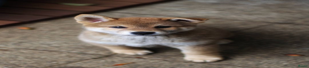 Shiba Puppy reu 5