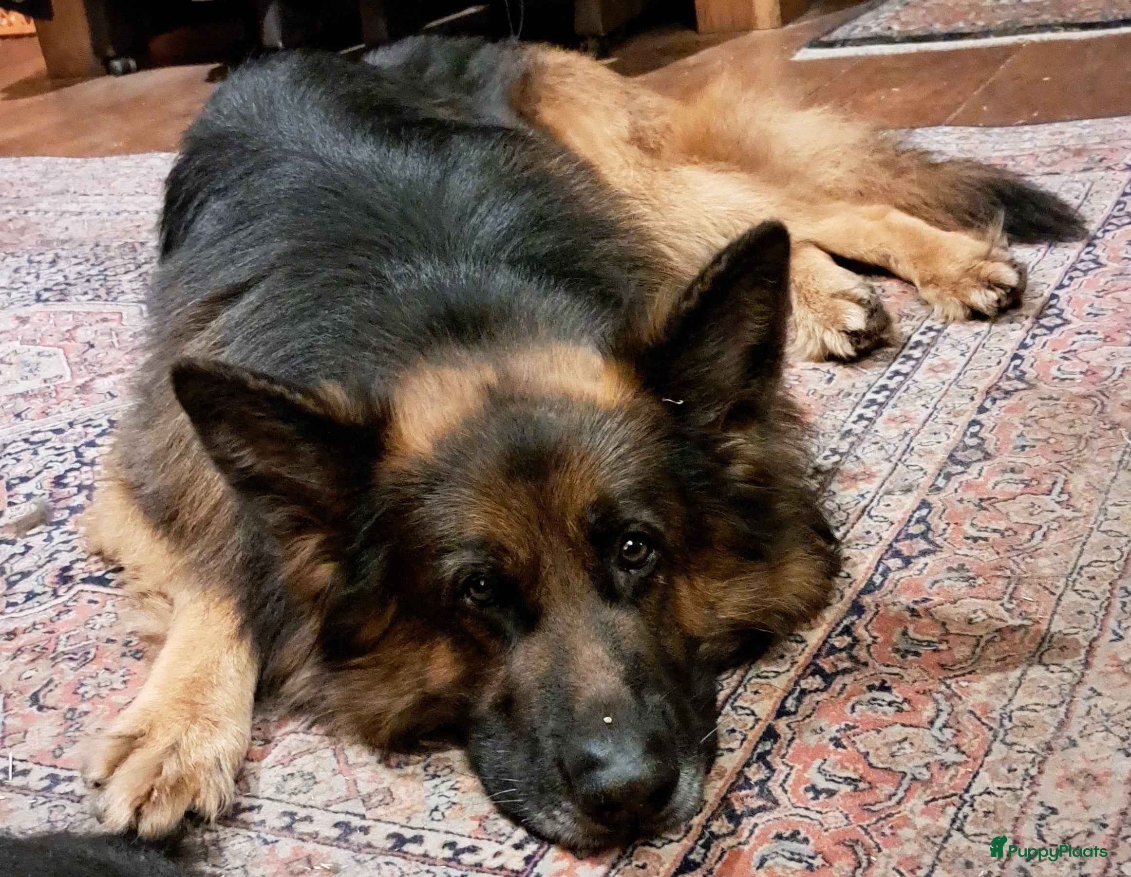 Duitse Herder honden Langstokharige zw. en zw.br. Duitse Herder puppies - Advertentie 1