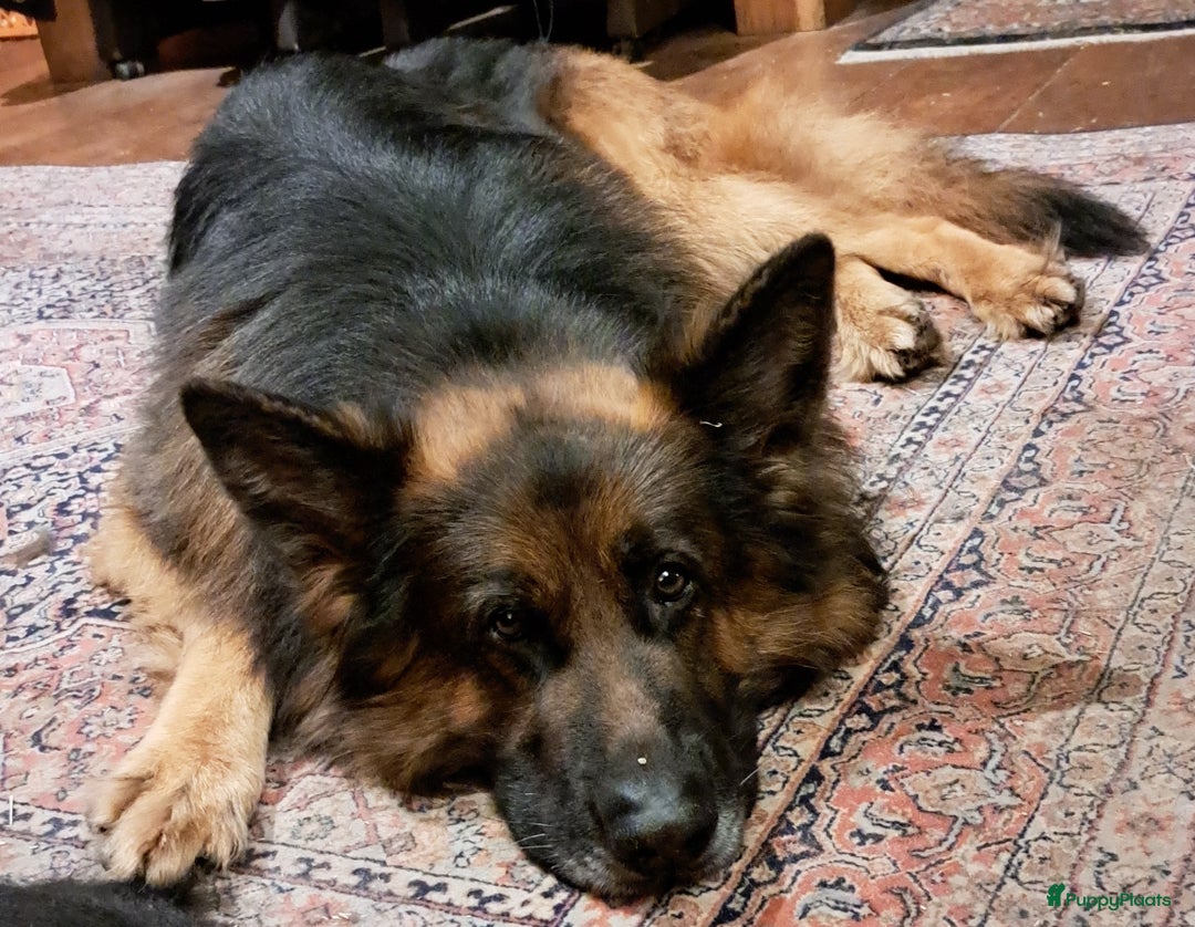 Duitse Herder honden te koop: Langstokharige zw. en zw.br. Duitse Herder puppies - Advertentie 1