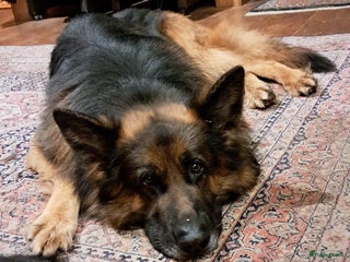 Duitse Herder honden Langstokharige zw. en zw.br. Duitse Herder puppies - Advertentie 2