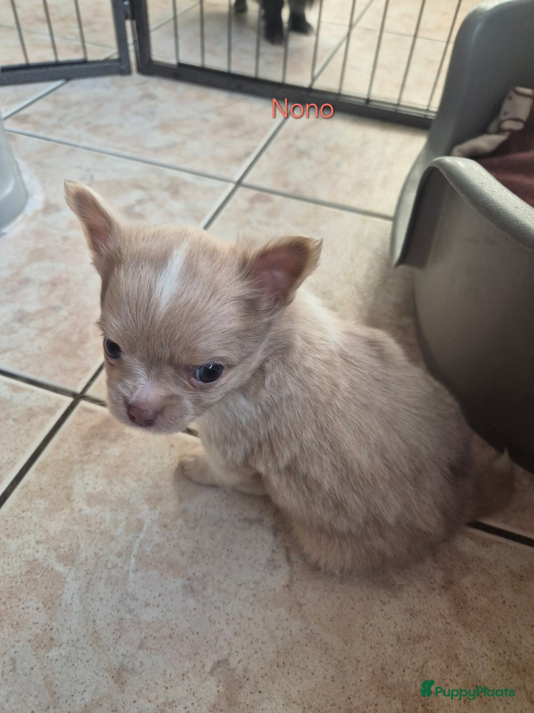 Chihuahua honden te koop: Chihuahuapups creme red merle - Advertentie 7