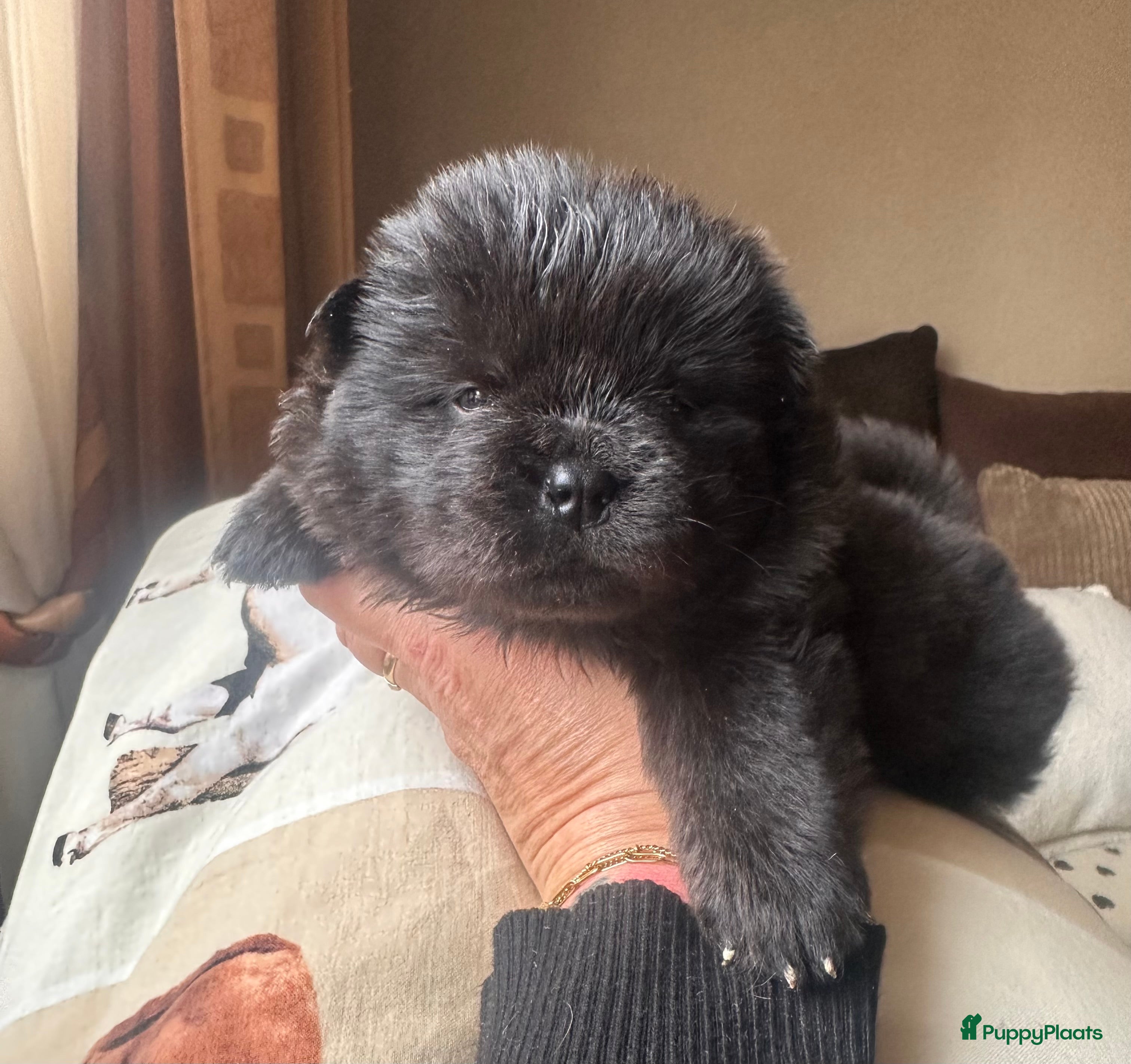 Chow Chow honden Mini Chow chow - Advertentie 1