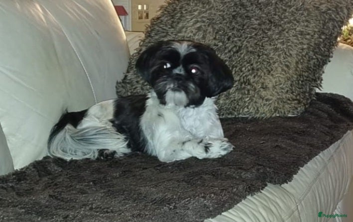 Maltipoo honden Maltipoo pups - Advertentie 5