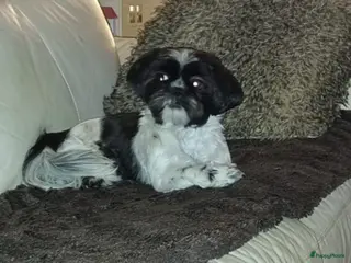 Maltipoo honden Maltipoo pups - Advertentie 3