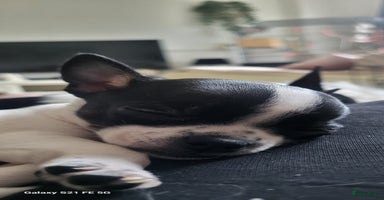 Chihuahua honden - Advertentie 11