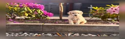 Poedel honden ter dekking: Grote poedel dekreu  - Advertentie 13
