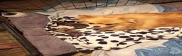 Pomeriaan honden te koop: Laatste pomeriaan reutje blue merle - Advertentie 4