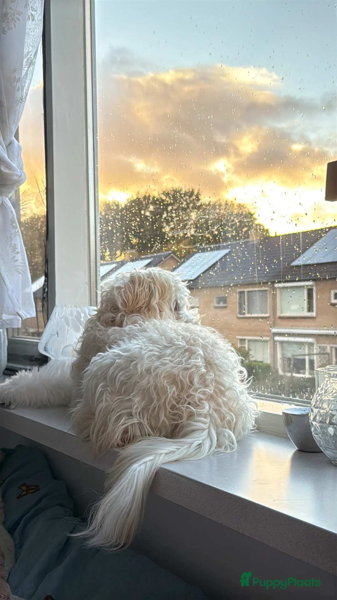 Maltipoo honden ter dekking: Maltipoo reu voor dekking – lief en gezond - Advertentie 2