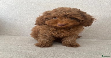 Poedel Toy honden - Advertentie 10