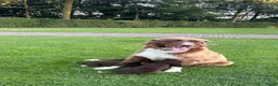 Kruising honden te koop: Dertien schattige snoetjes zoeken een nieuw thuis - Advertentie 2