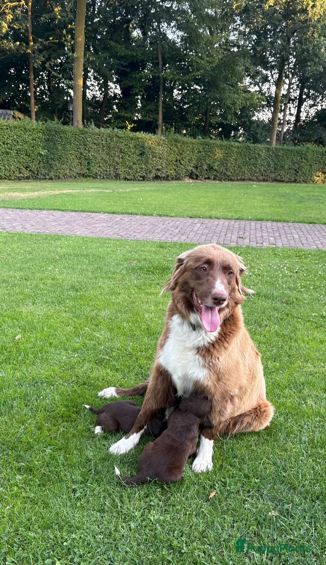 Kruising honden te koop: Dertien schattige snoetjes zoeken een nieuw thuis - Advertentie 2