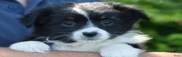 Miniature American Shepherd honden te koop: Miniature American Shepherd puppy (10 weeks)  in Diemen - Advertentie 7