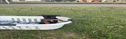 Jack Russel Terriër honden te koop: Lieve huiselijke puppy’s in Hengelo - Advertentie 4