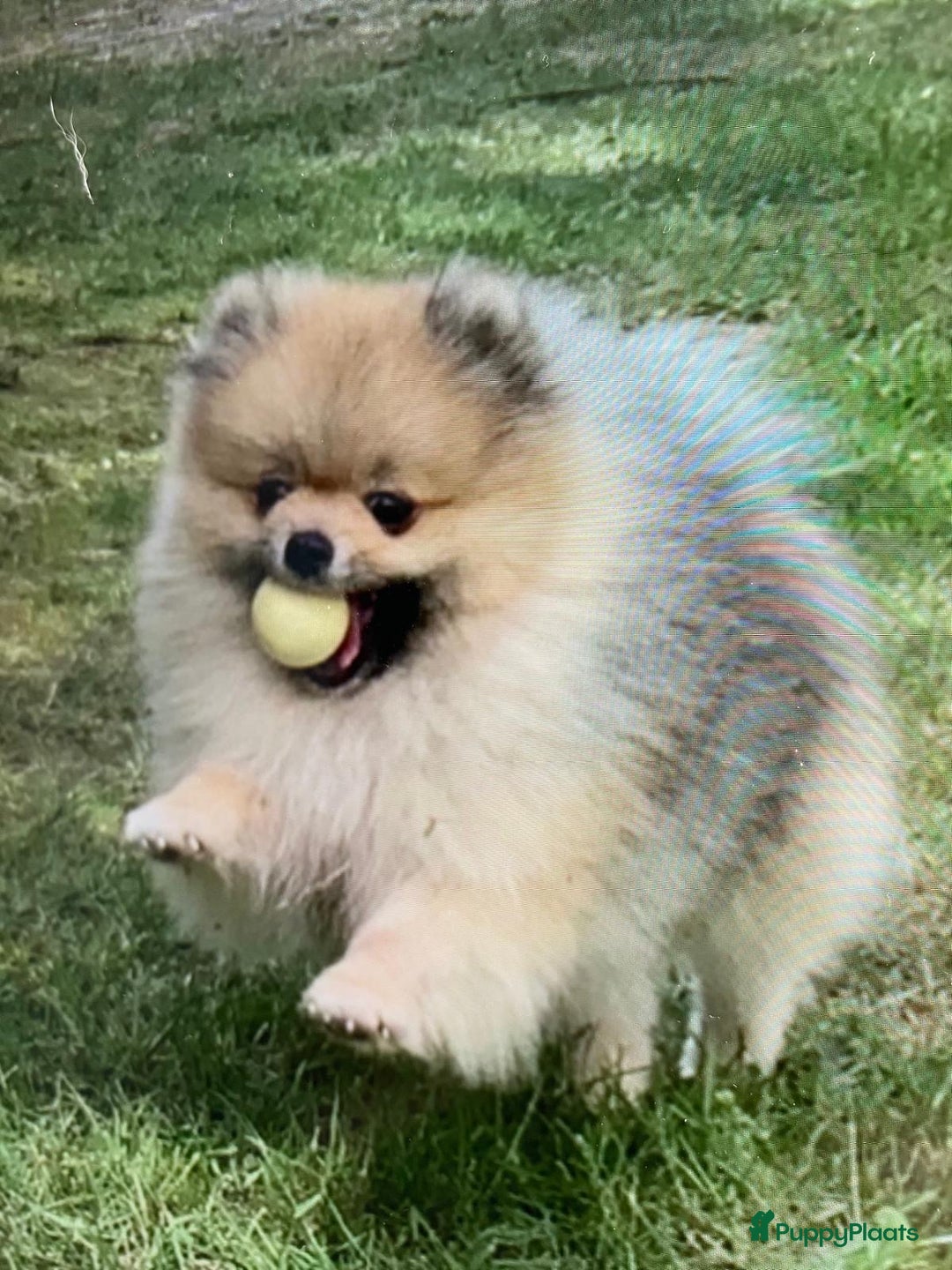 Pomeriaan honden te koop: Mini Pomeriaan pup. BearFace  - Advertentie 8