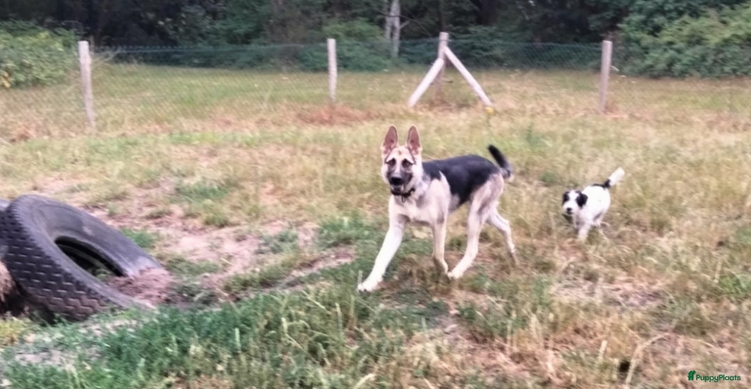 Duitse Herder honden te koop: Oost Europese herder pup reu - Afbeelding 6